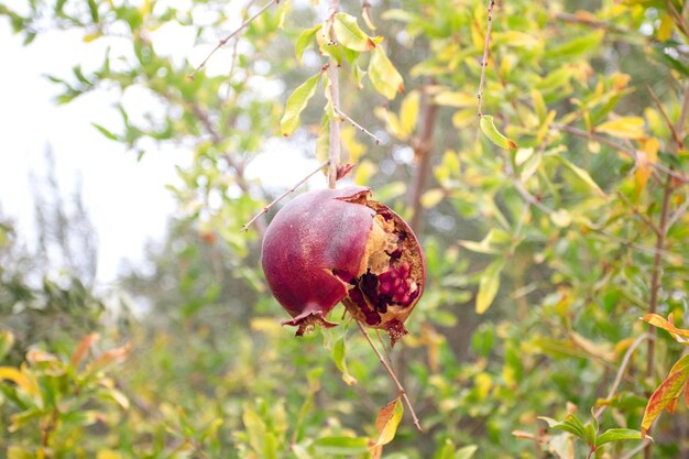 Cracked overripe ripe pomegranate on a branch.