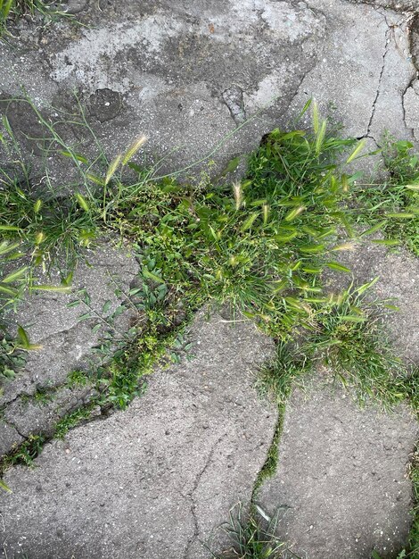 Photo a cracked pavement with grass growing in it