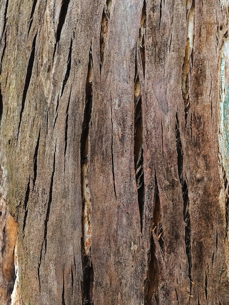 ひびの入った木の樹皮のクローズ アップ