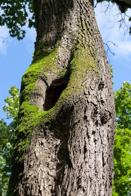 Cracked tree trunk on the bark of which grows green moss