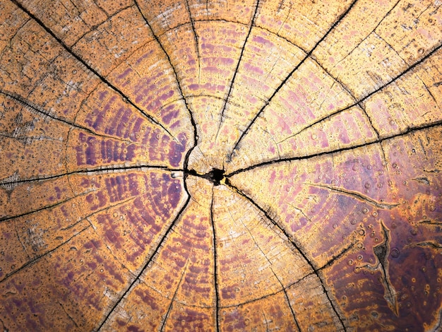 Photo cracked wooden trunk abstract grunge background