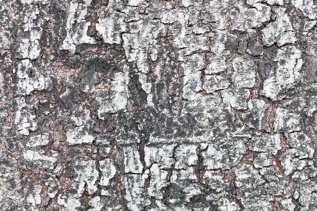 Cracks of the bark