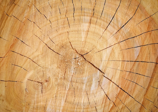 木の切り株のひび割れ、木の質感