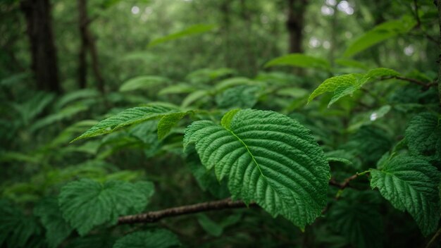 Craft a series of poems or haikus that capture the essence of this green paradise incorporating viv