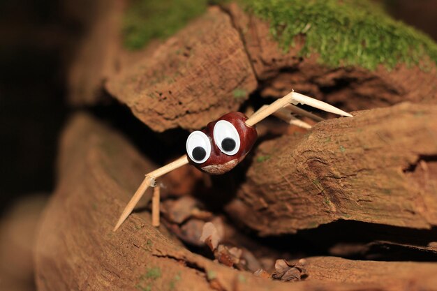 Photo crafted chestnut spider in the woods