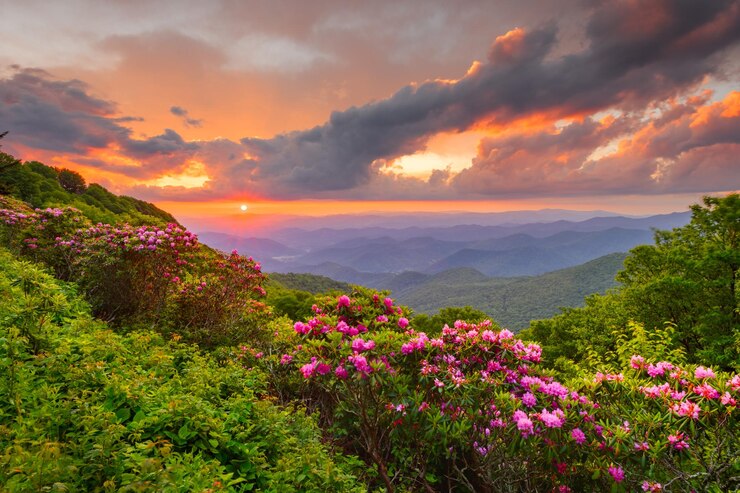 Photo craggy gardens north carolina usa