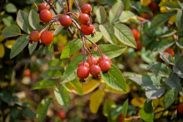 Cranberries closeup wild berries closeup