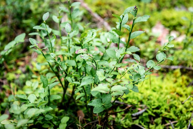 Cranberries growing in the forest in early autumn.