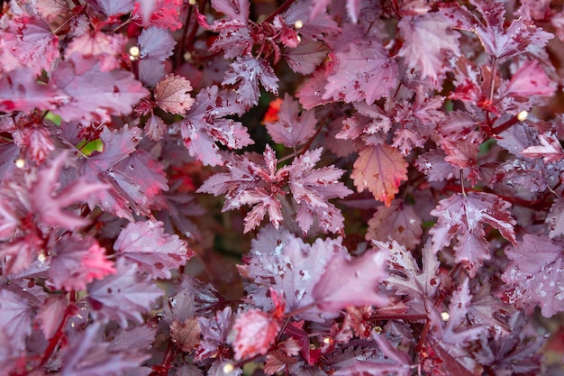 Cranberry hibiscus Hibiscus acetosella bladeren textuur achtergrond