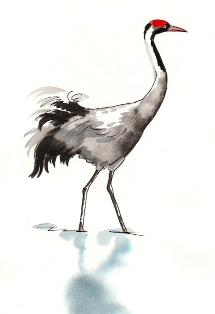 Crane bird Ink and watercolor drawing