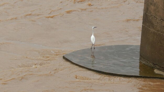 Photo crane by river