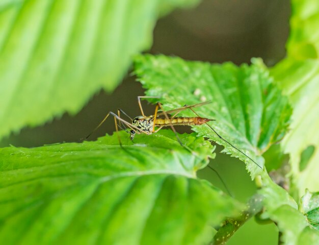 Crane fly on green leaf