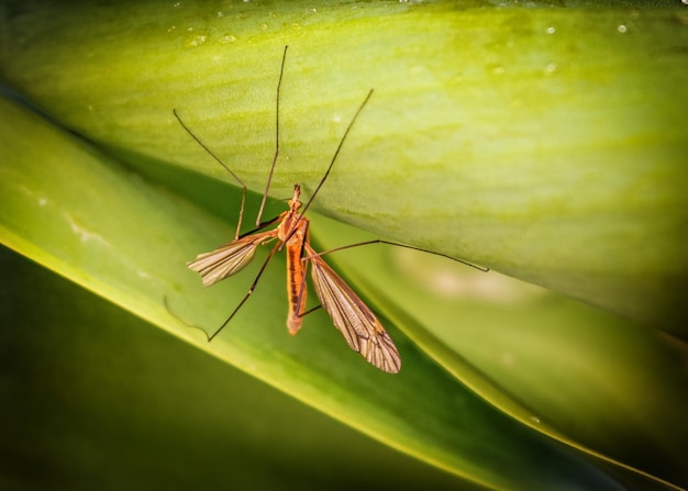 Crane fly perching on a green leaf