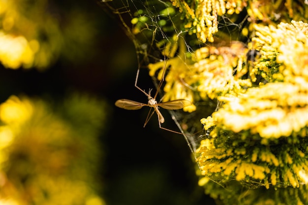 Crane fly with its legs stuck in a spider web on a yellow bush,\
tipula paludosa