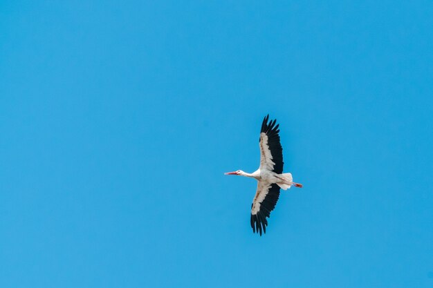 Crane flying in the blue sky