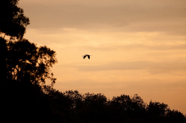 Crane flying  