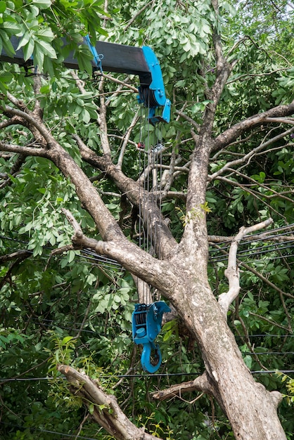 Crane lifting Broken tree