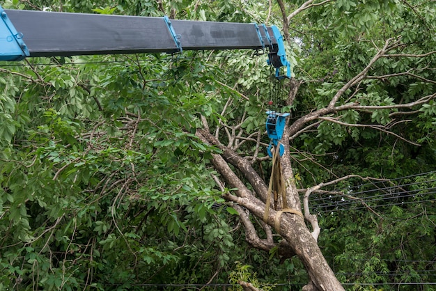 Crane lifting Broken tree