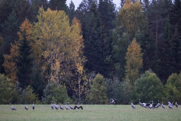 ツル畑の風景 多くの鳥が群がる