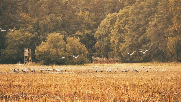 Cranes at a resting place on a harvested corn field in front of a forest Birds