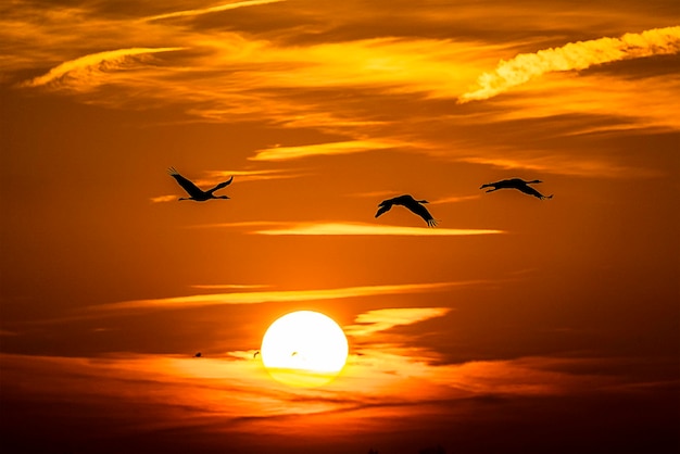 Photo cranes tister moor