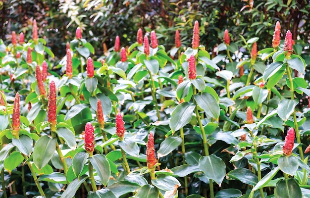 Crape ginger in the garden