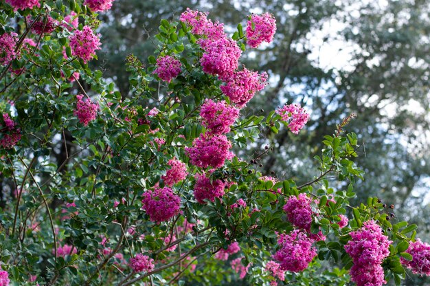 Photo crape myrtle