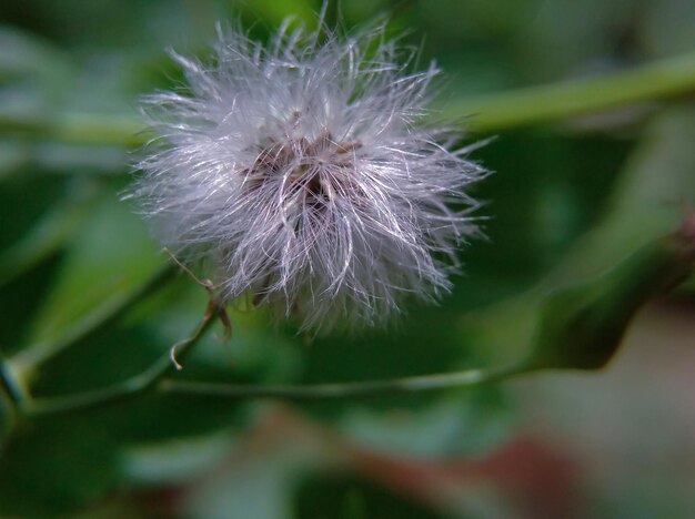 写真 クラッソセファラム・クレピディオデス (crassocephalum crepidioides) または乾燥したシントロングの花