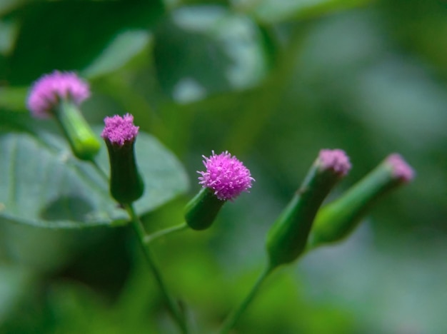 写真 クラッソセファラム・クレピディオイドス (crassocephalum crepidioides) 紫色の新鮮なシントロングの花