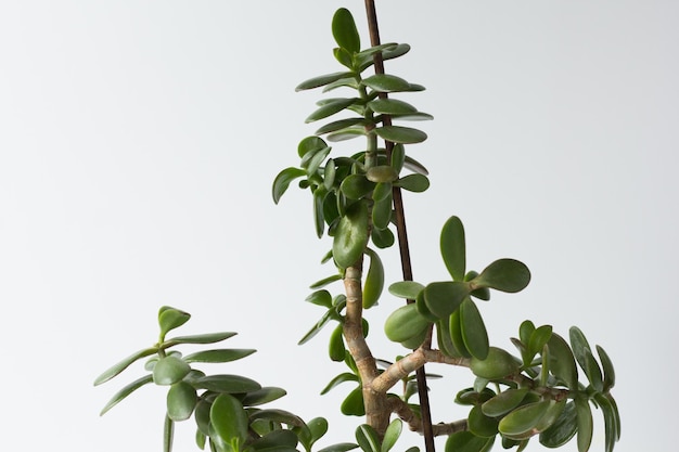 Crassula ovata branch and stick supported plant and do not permit to fall down on the white background