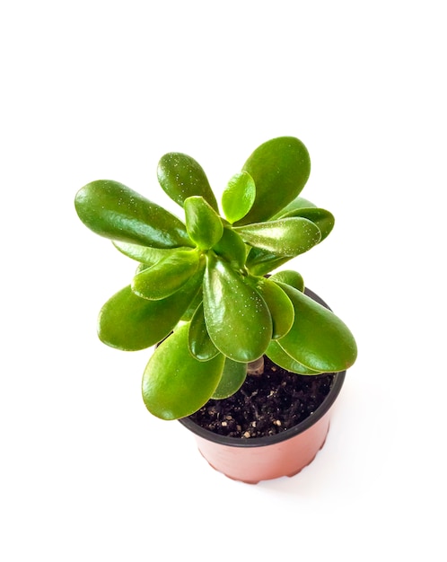 Crassula ovata in a flower pot isolated