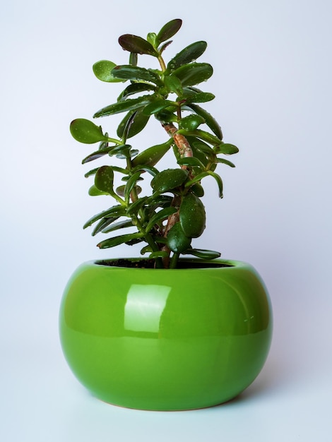 Crassula ovata houseplant