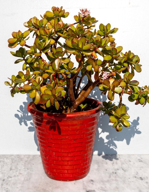 Crassula ovata jade plant geldboom in rode pot