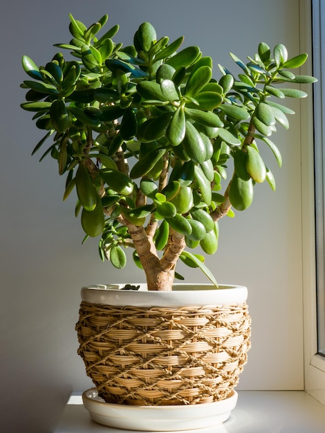 Foto crassula ovata kamerplant