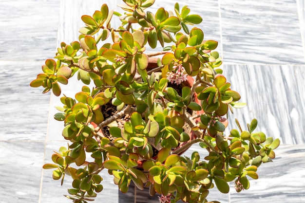 Crassula ovata lucky tree plant closeup