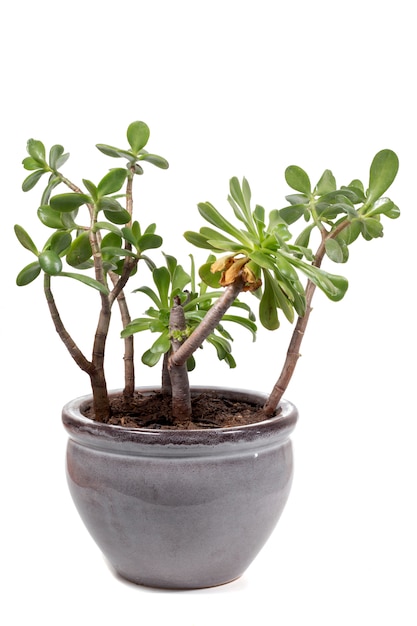 Crassula ovata succulent plant