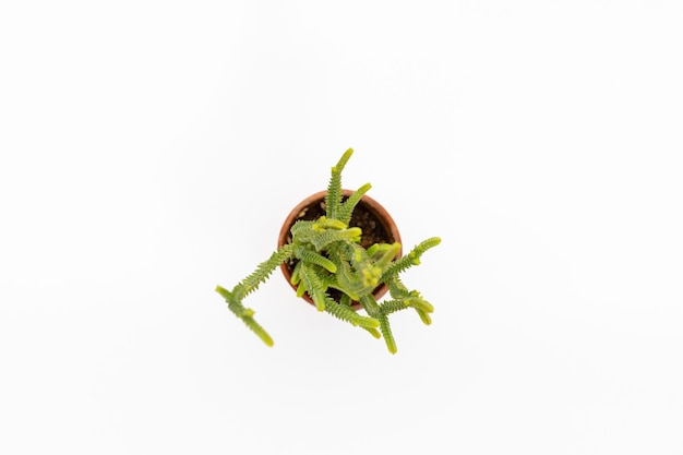 Crassula watch chain succulent plant in miniature teracotta pot high angle view