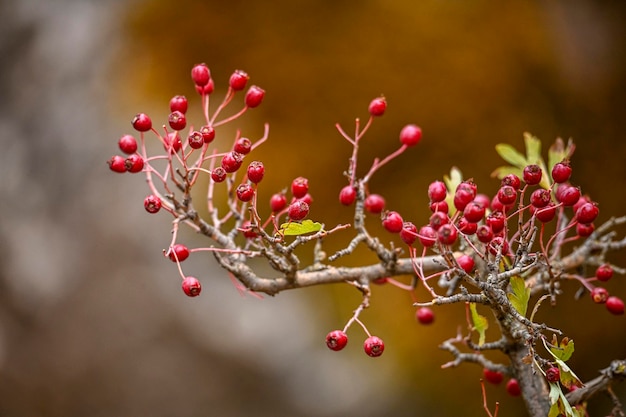 Photo crataegus monogyna arbusto y frutos del majuelo espino frutos silvestres