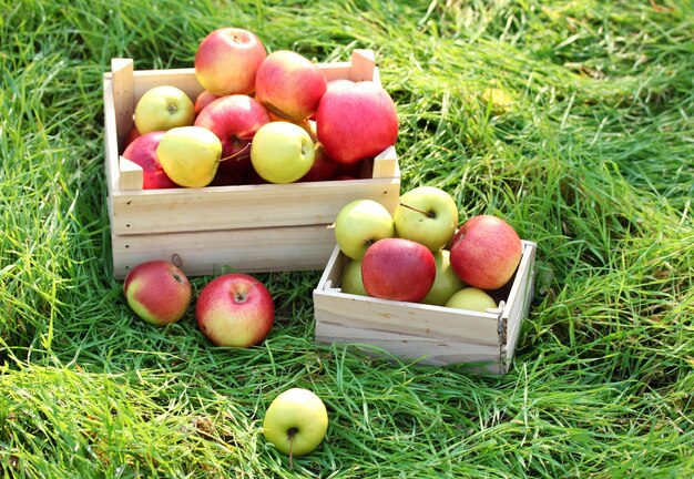 Crates of fresh ripe apples in garden on green grass