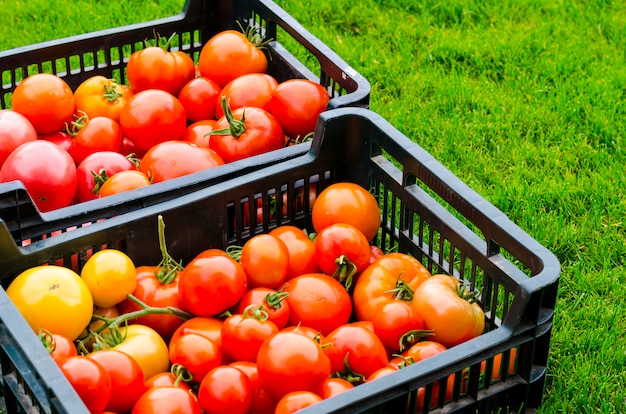 Crates with ripe tomatoes stand on the grass, harvesting, summer