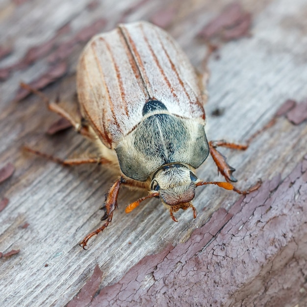 Photo crawling cockchafer beetle on an old wooden board