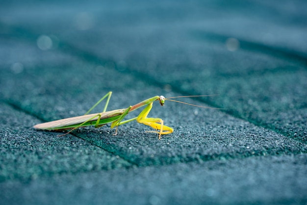 Crawling mantis on green floor close up