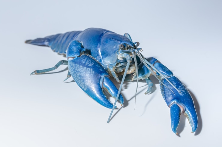 Фотография синий рак (cherax destructor)