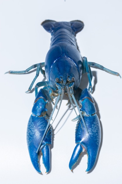 Photo crayfish blue (cherax destructor)