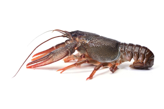 Gamberi di fiume per cucinare isolati su bianco