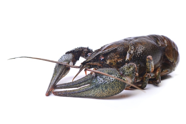 Crayfish for cooking isolated on white