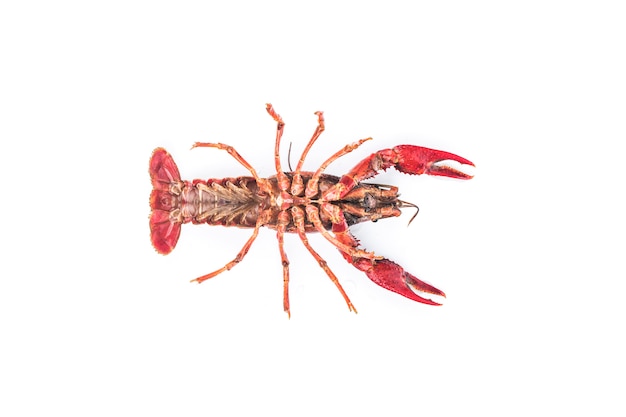Crayfish, Crawfish isolated on white