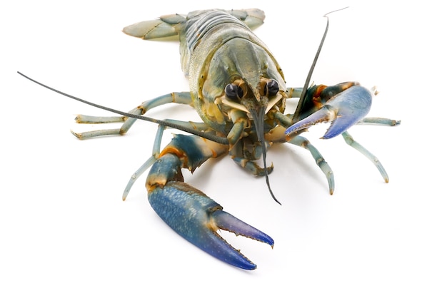 Photo crayfish or freshwater lobster on a white background.