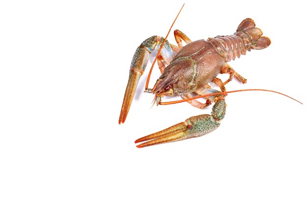 Crayfish isolated on white background. Close up