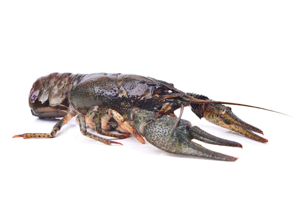 Crayfish isolated on white